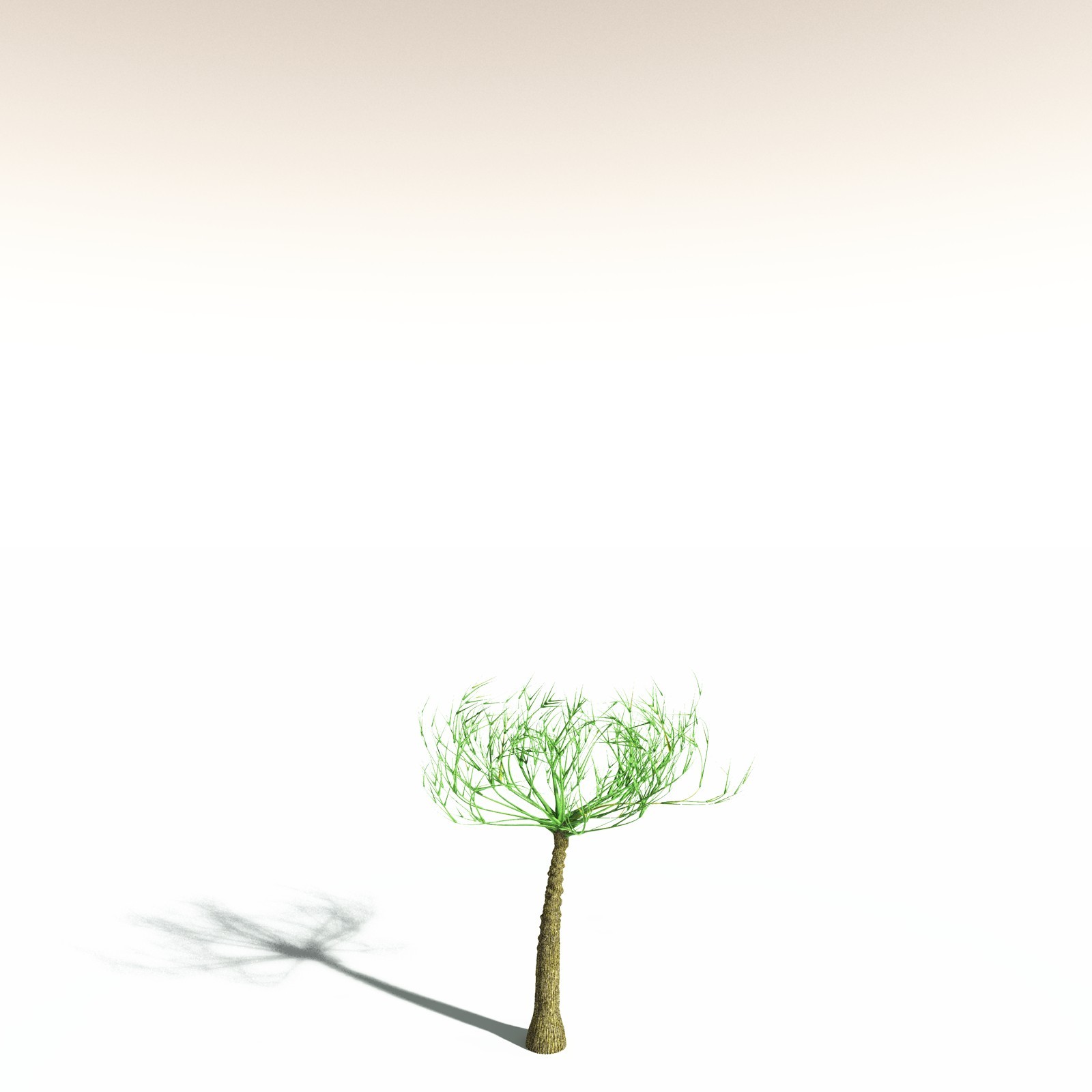 EVERYPlant Pseudosporochnus Verticillatus for Daz by N/A