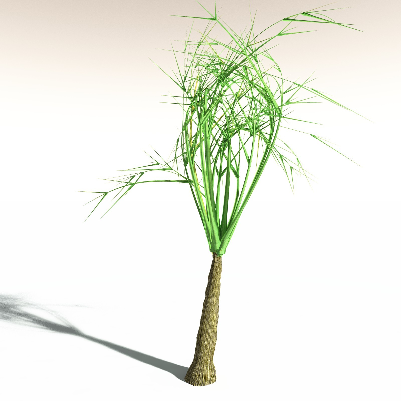EVERYPlant Pseudosporochnus Verticillatus for Daz by N/A