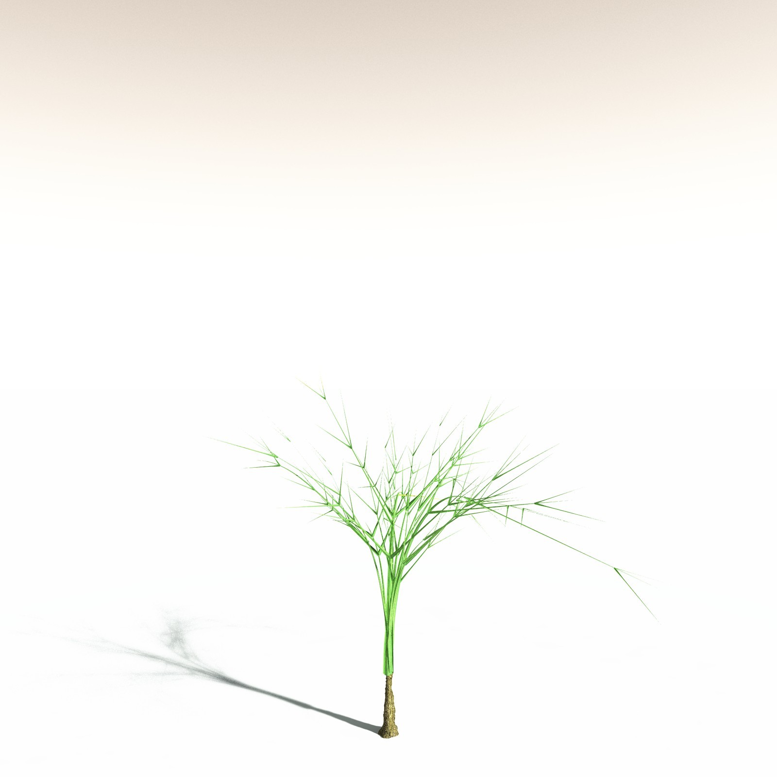 EVERYPlant Pseudosporochnus Verticillatus for Daz by N/A