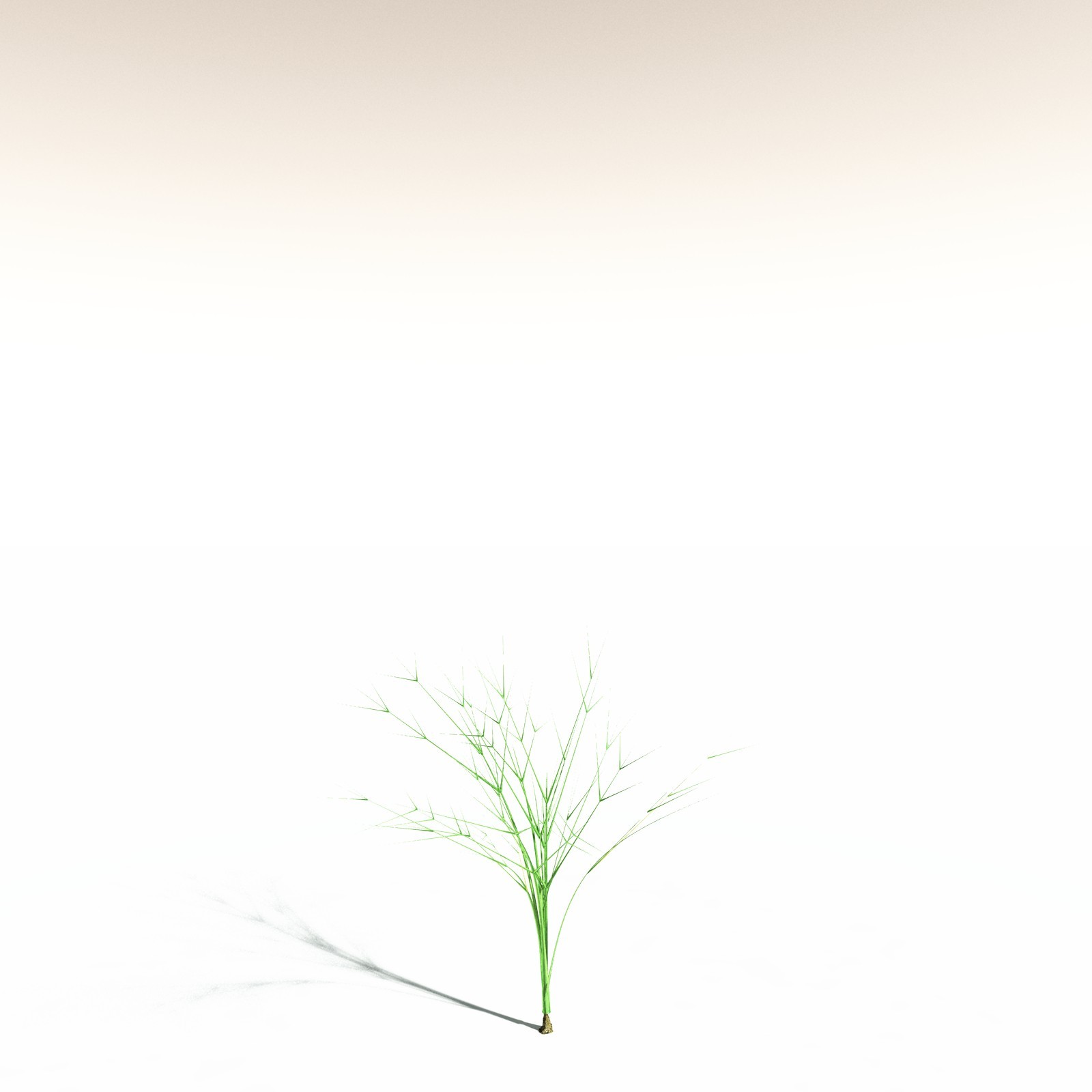 EVERYPlant Pseudosporochnus Verticillatus for Daz by N/A