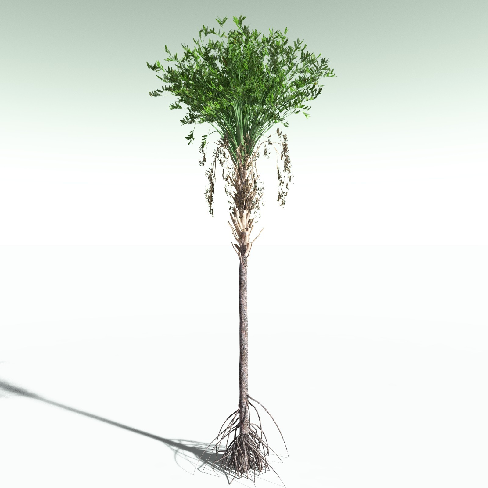 EVERYPlant Wattieza Givetiana for Poser by N/A