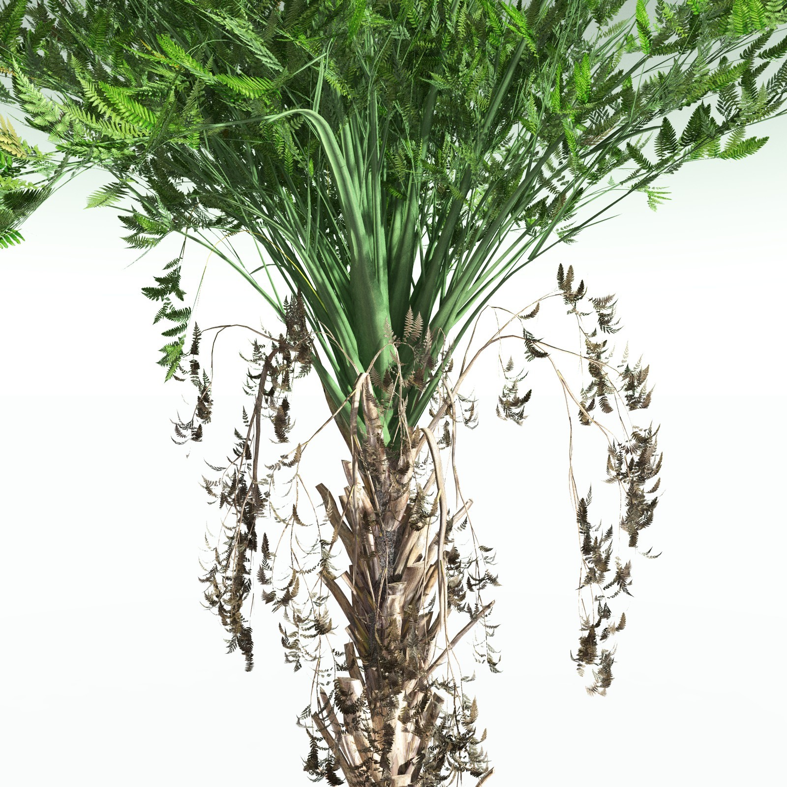 EVERYPlant Wattieza Givetiana for Poser by N/A