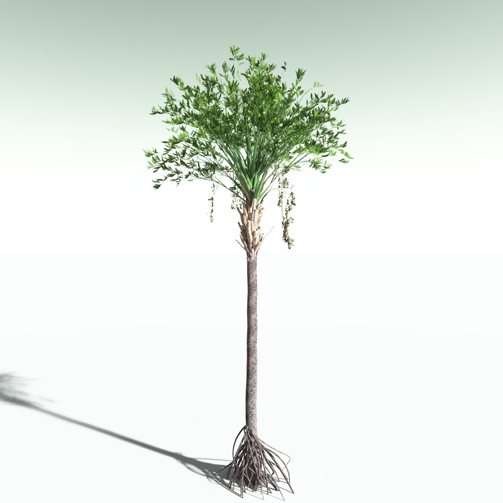 EVERYPlant Wattieza Givetiana for Poser by N/A