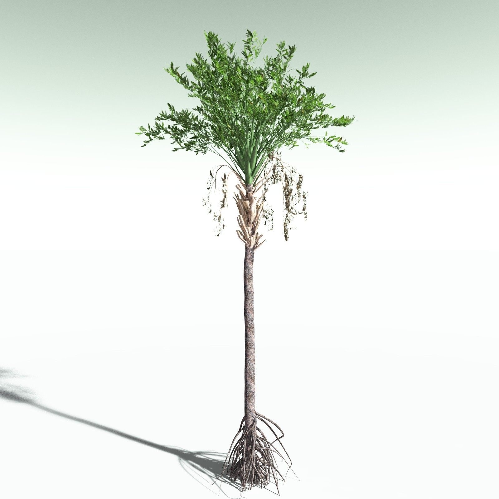 EVERYPlant Wattieza Givetiana for Poser by N/A