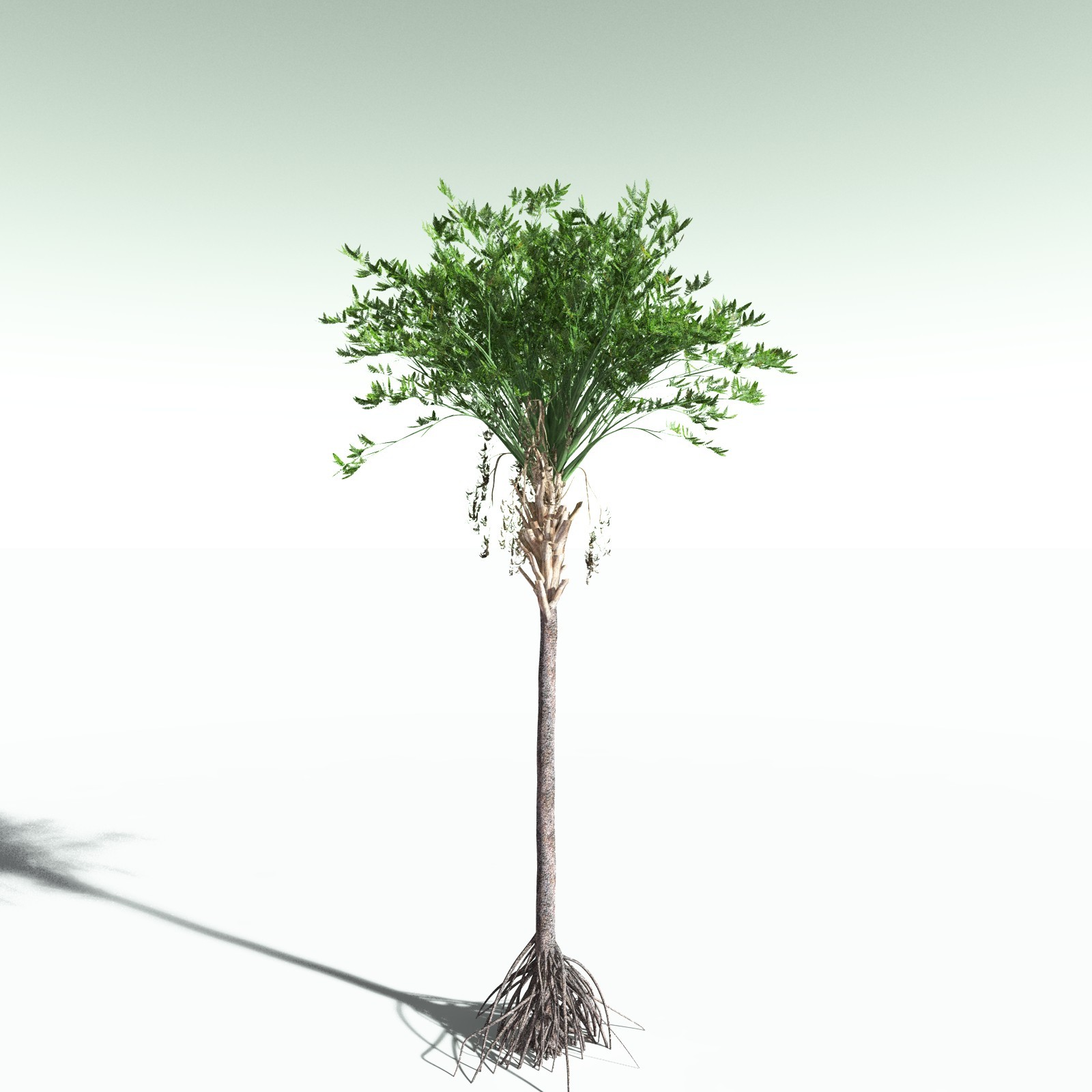 EVERYPlant Wattieza Givetiana for Poser by N/A