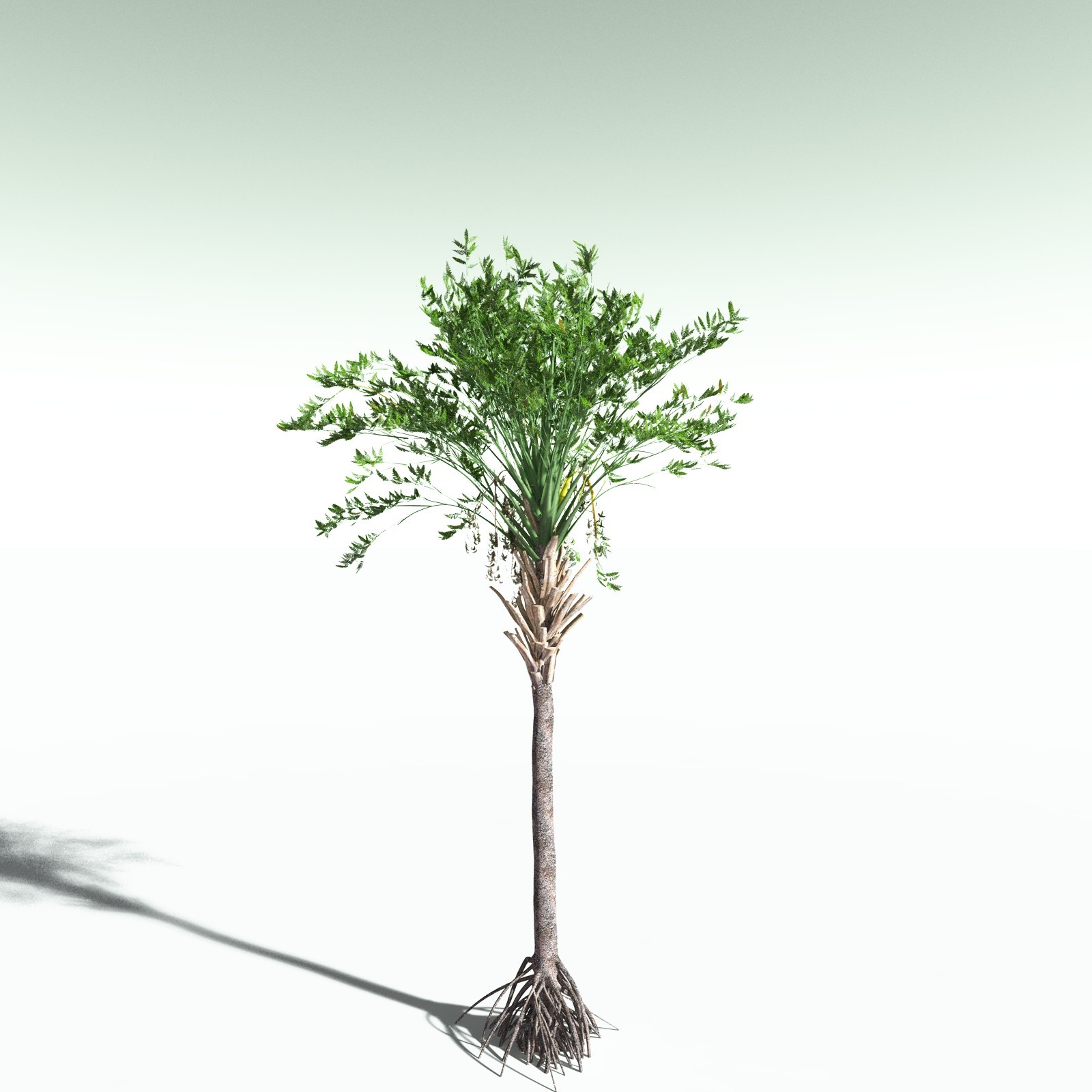 EVERYPlant Wattieza Givetiana for Poser by N/A