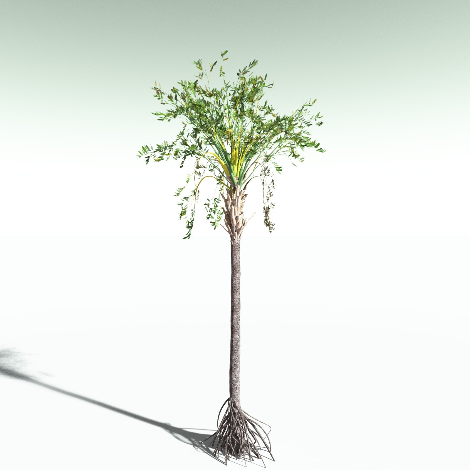 EVERYPlant Wattieza Givetiana for Poser by N/A