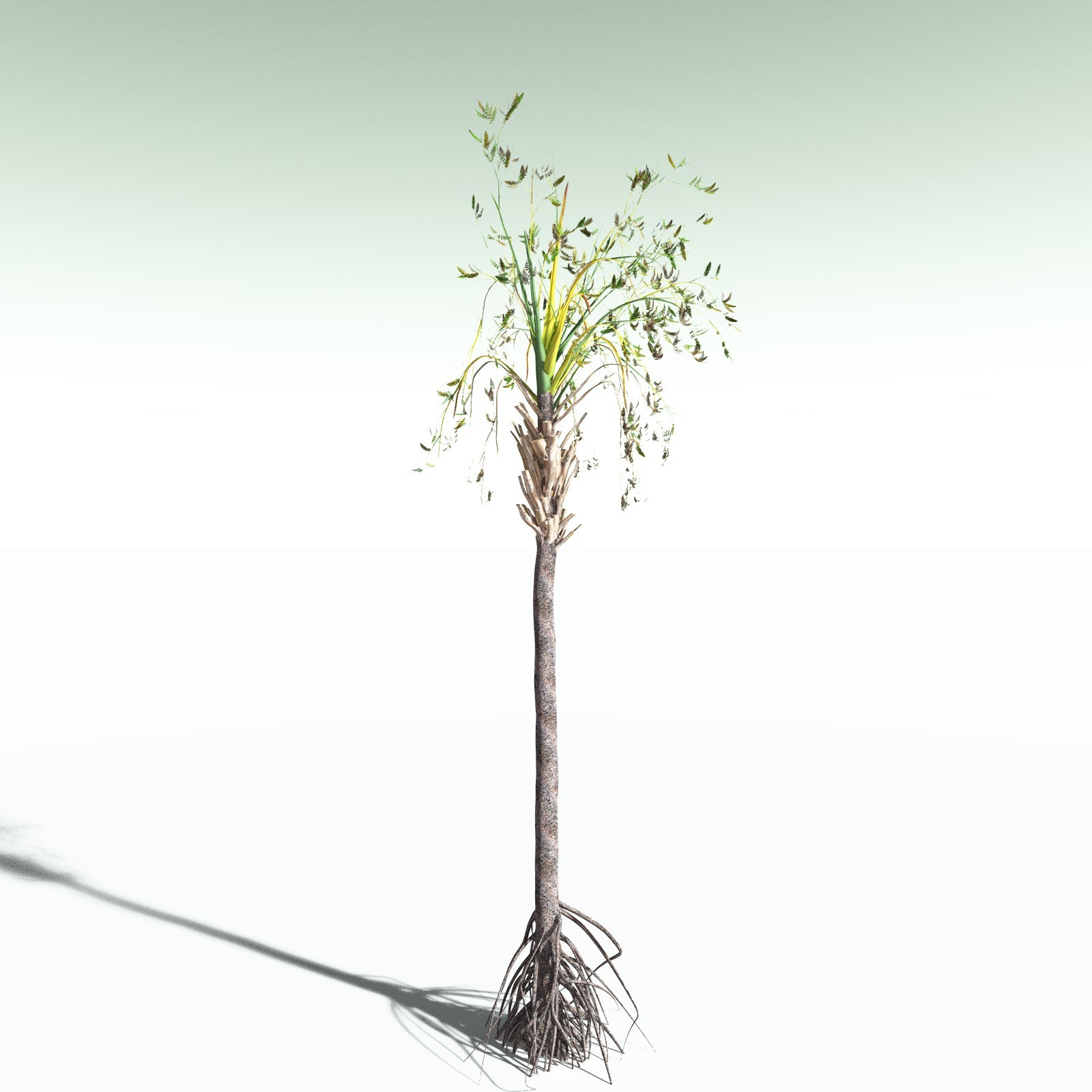 EVERYPlant Wattieza Givetiana for Poser by N/A