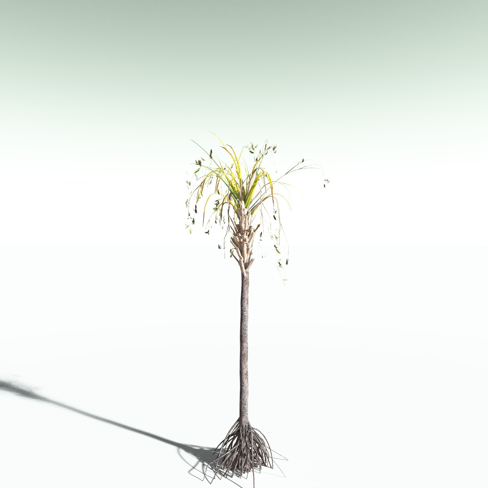 EVERYPlant Wattieza Givetiana for Poser by N/A