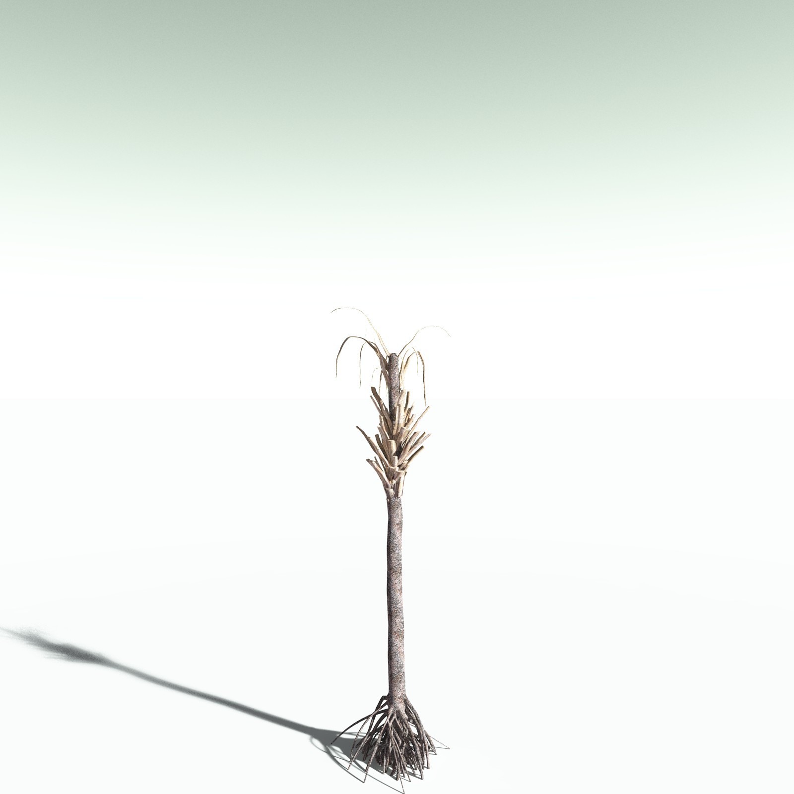 EVERYPlant Wattieza Givetiana for Poser by N/A