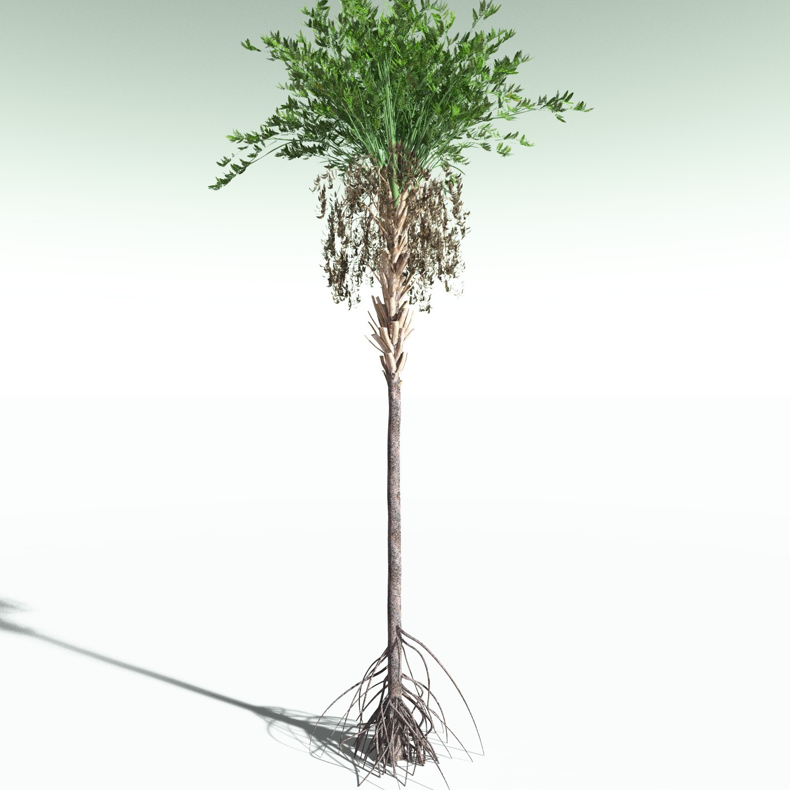 EVERYPlant Wattieza Givetiana for Poser by N/A