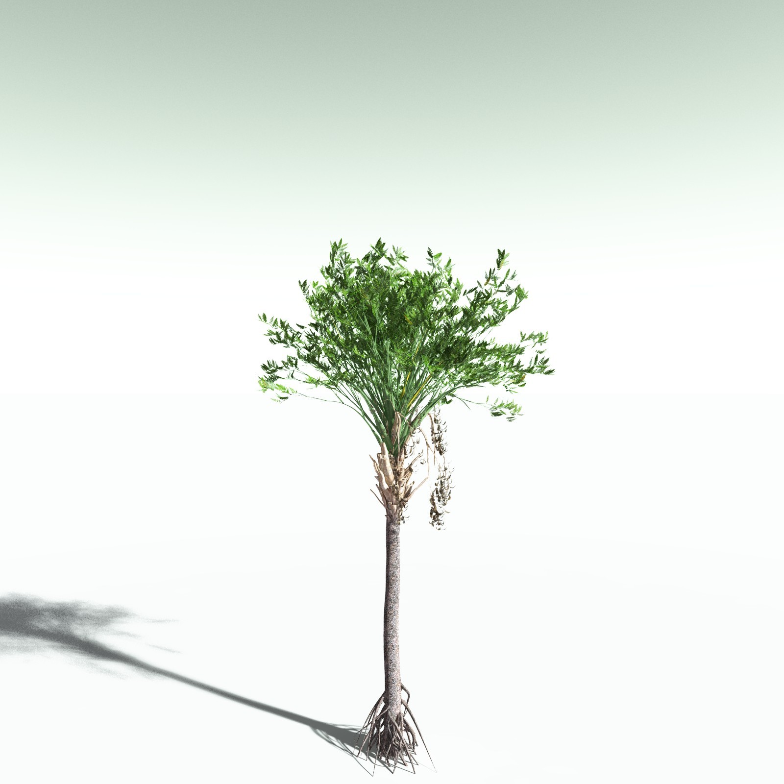 EVERYPlant Wattieza Givetiana for Poser by N/A