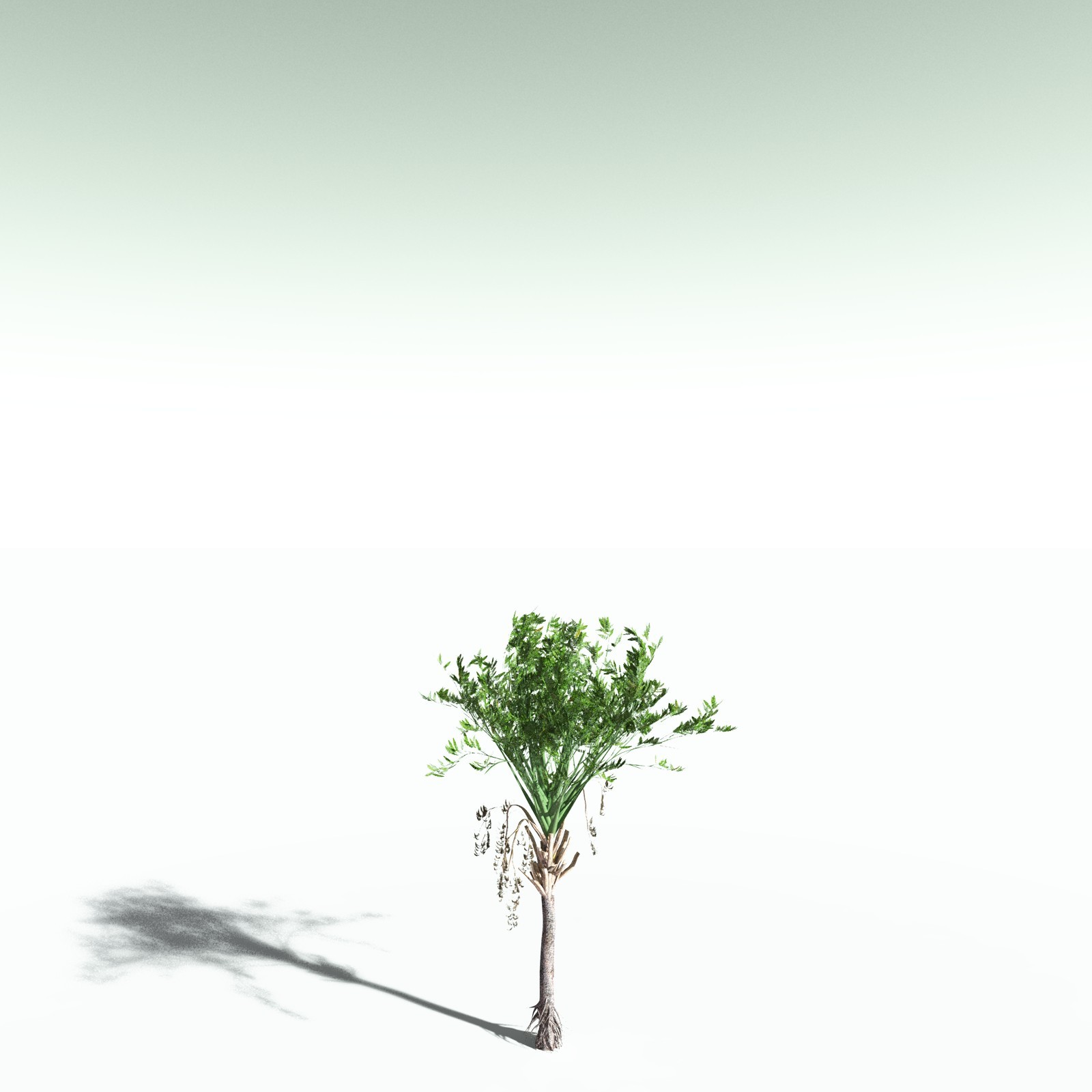 EVERYPlant Wattieza Givetiana for Poser by N/A