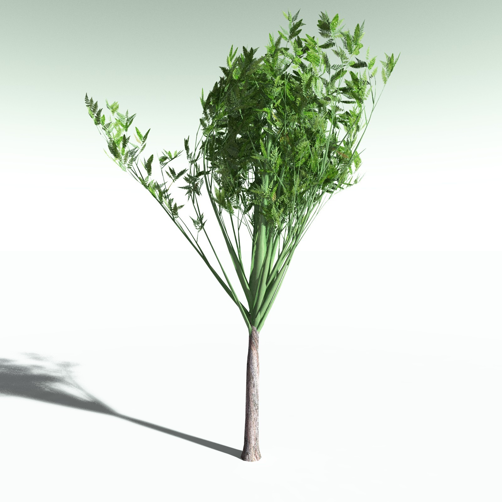 EVERYPlant Wattieza Givetiana for Poser by N/A