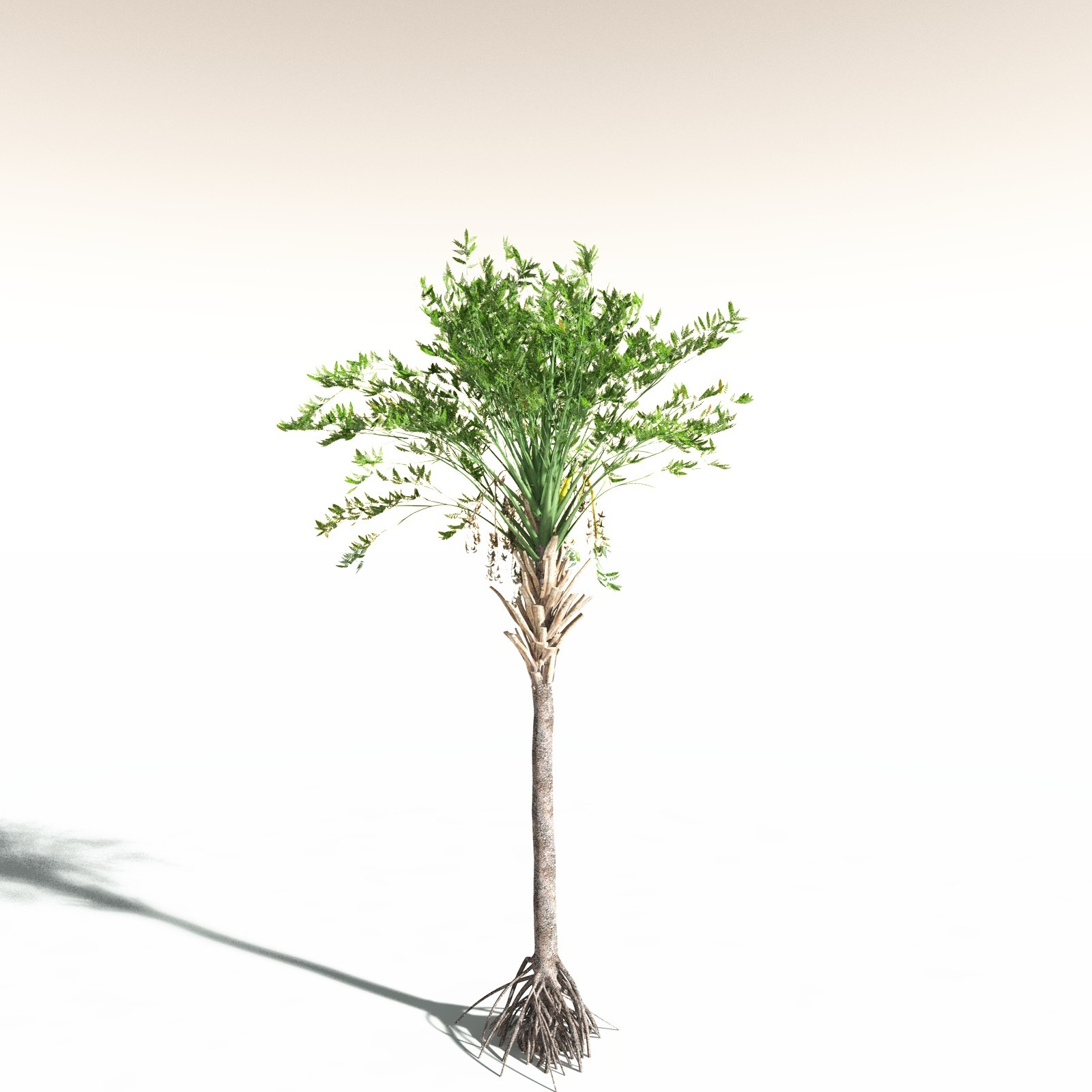 EVERYPlany Wattieza Givetiana for Daz by N/A