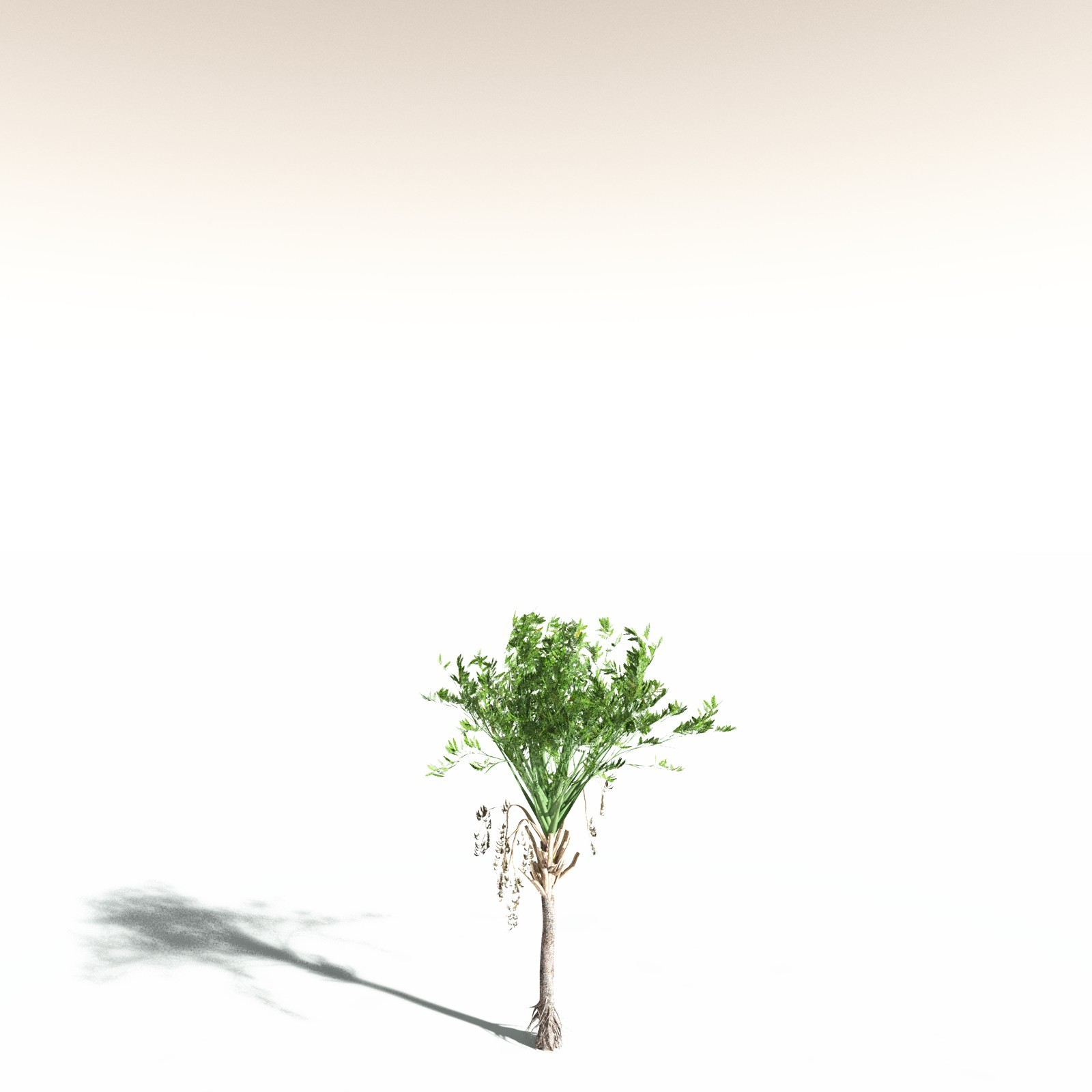 EVERYPlany Wattieza Givetiana for Daz by N/A