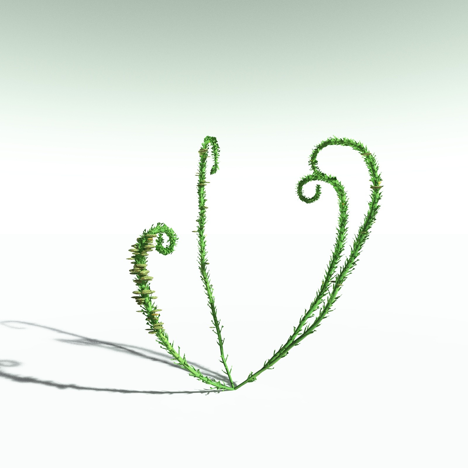 EVERYPlant Discalis Longistipia for Poser by N/A