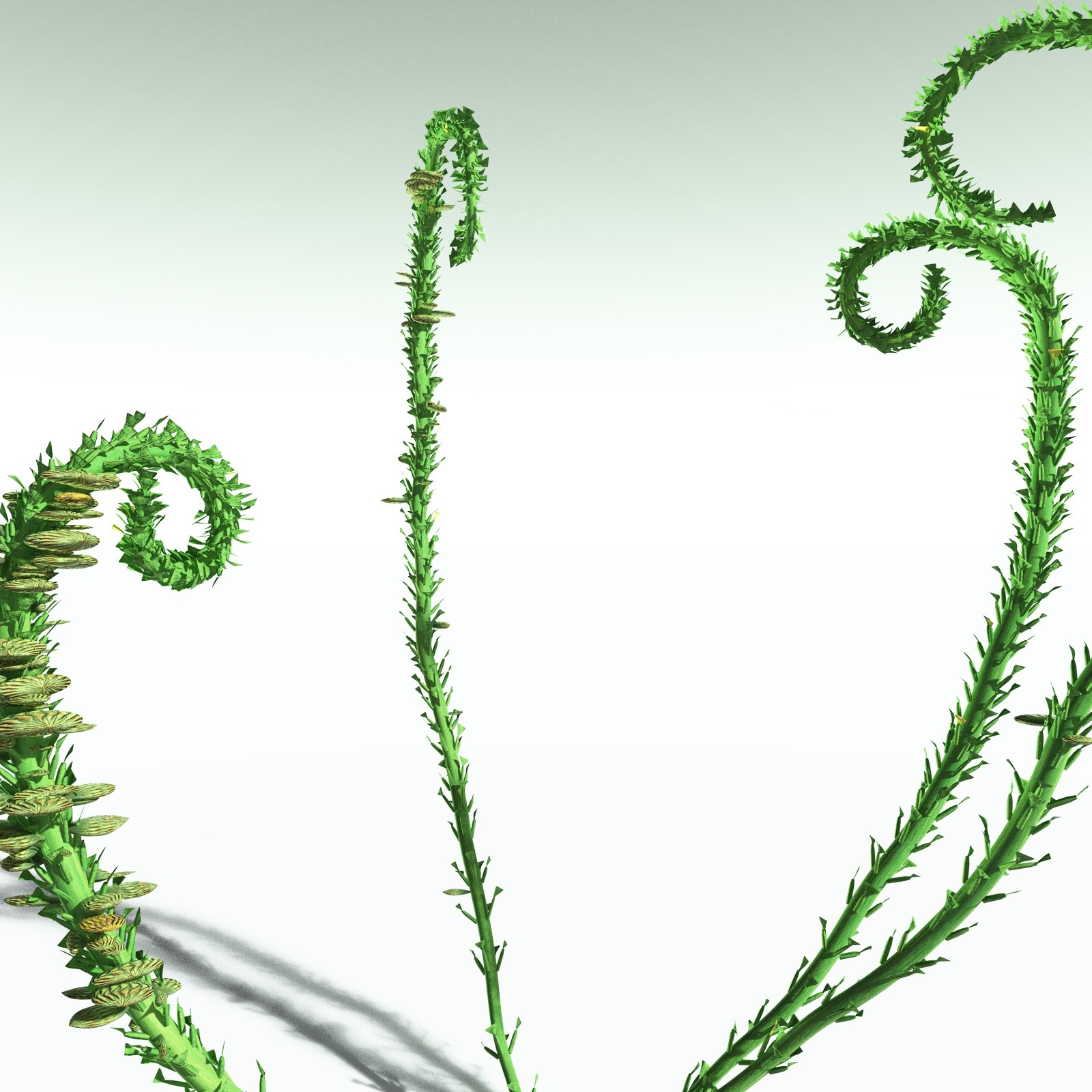 EVERYPlant Discalis Longistipia for Poser by N/A