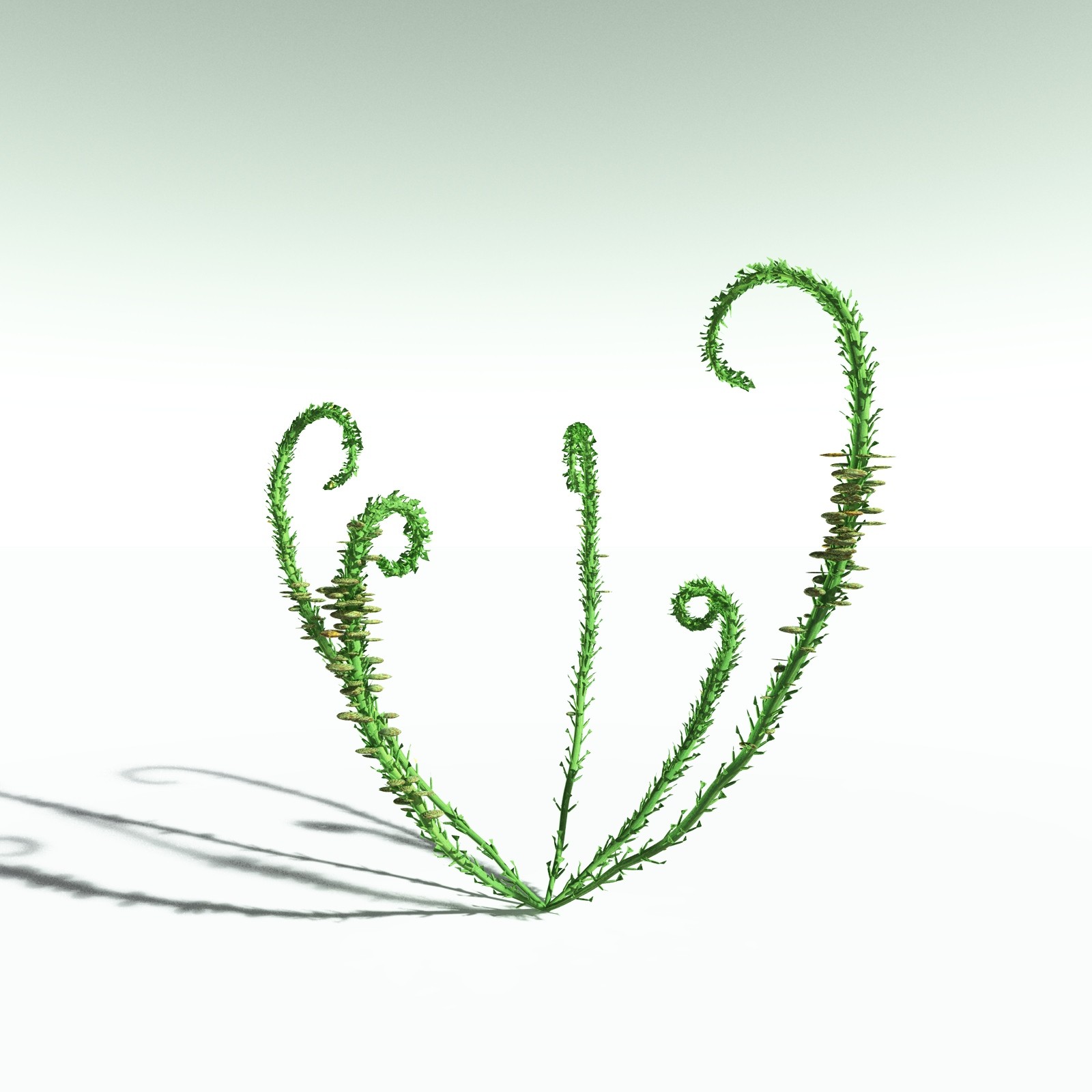 EVERYPlant Discalis Longistipia for Poser by N/A
