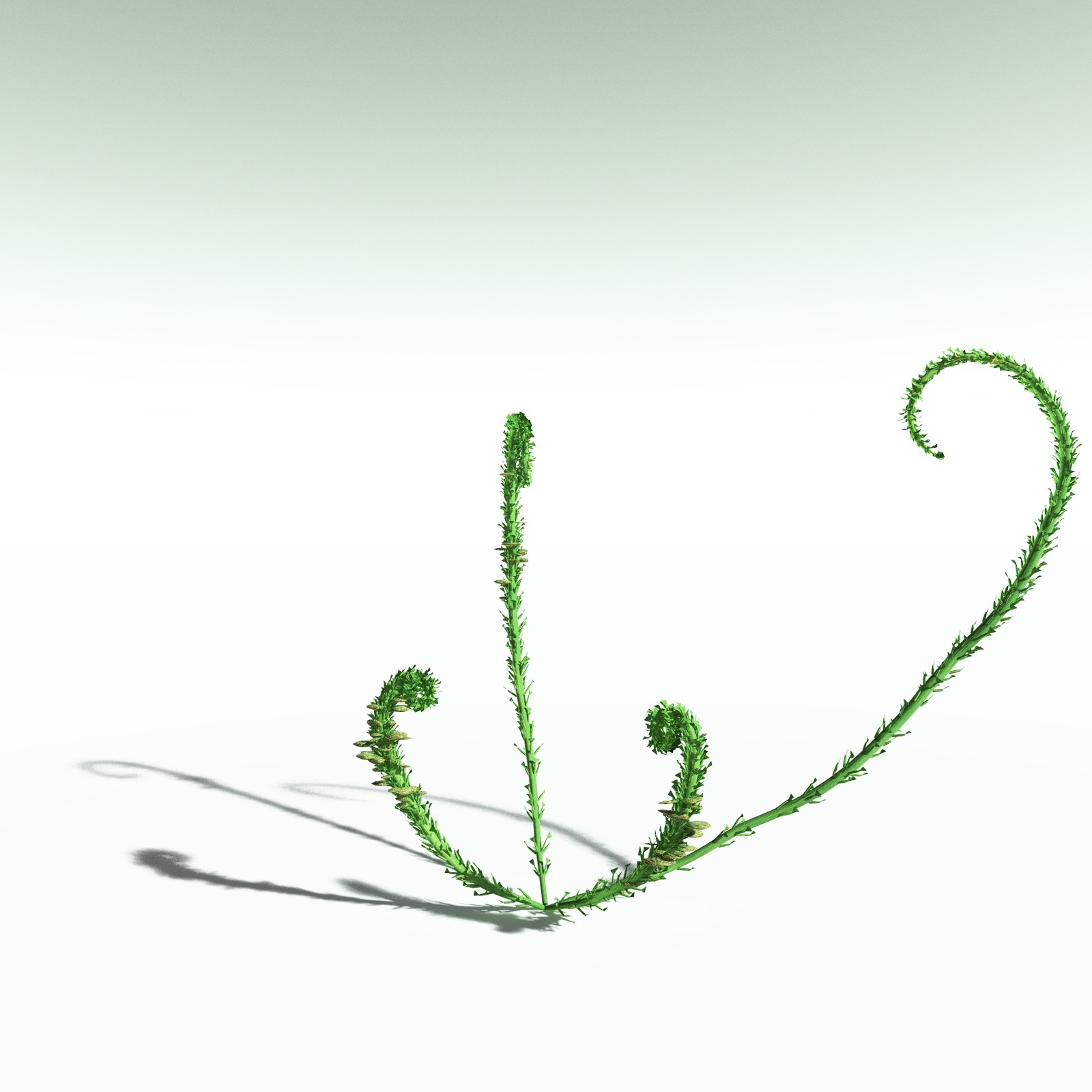 EVERYPlant Discalis Longistipia for Poser by N/A
