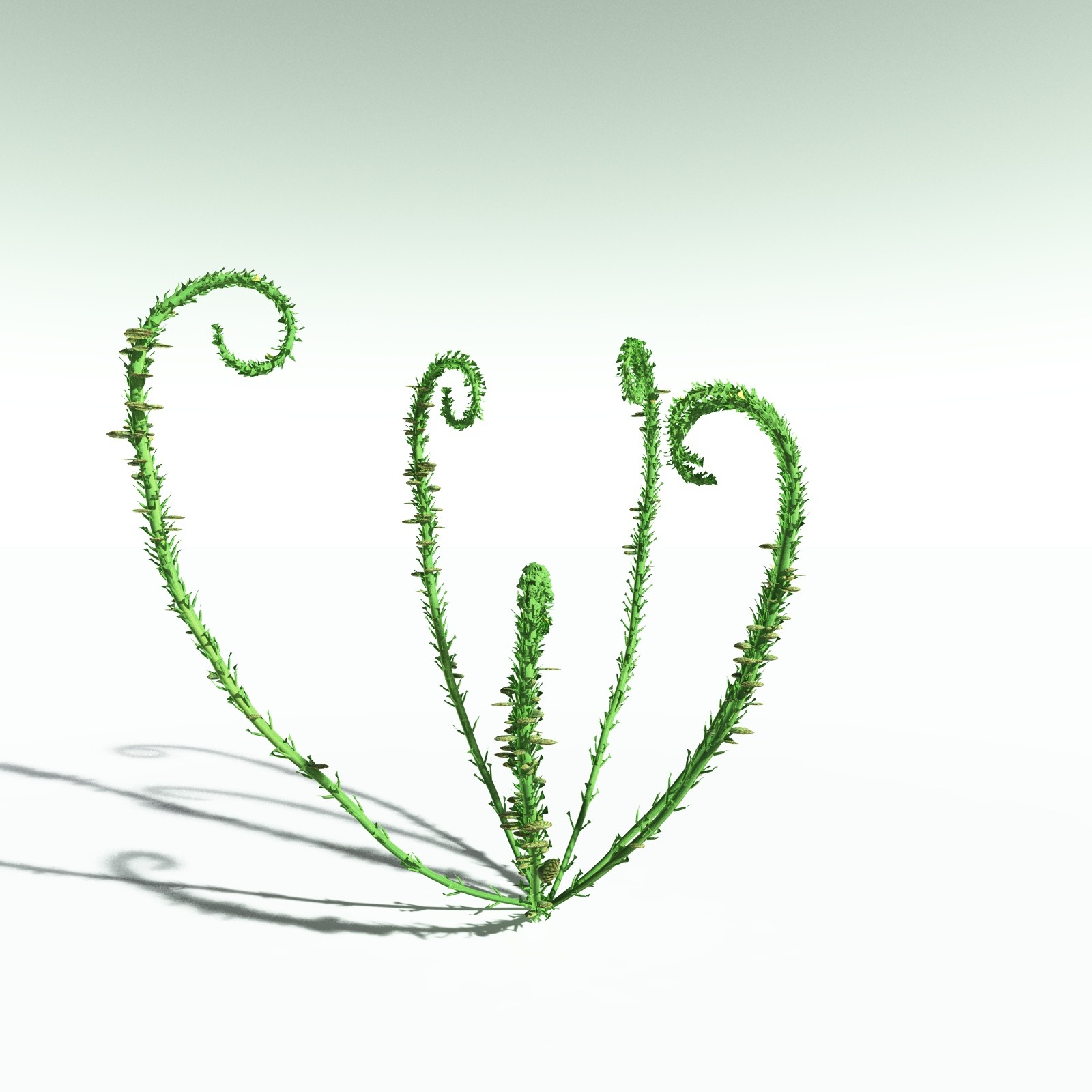 EVERYPlant Discalis Longistipia for Poser by N/A