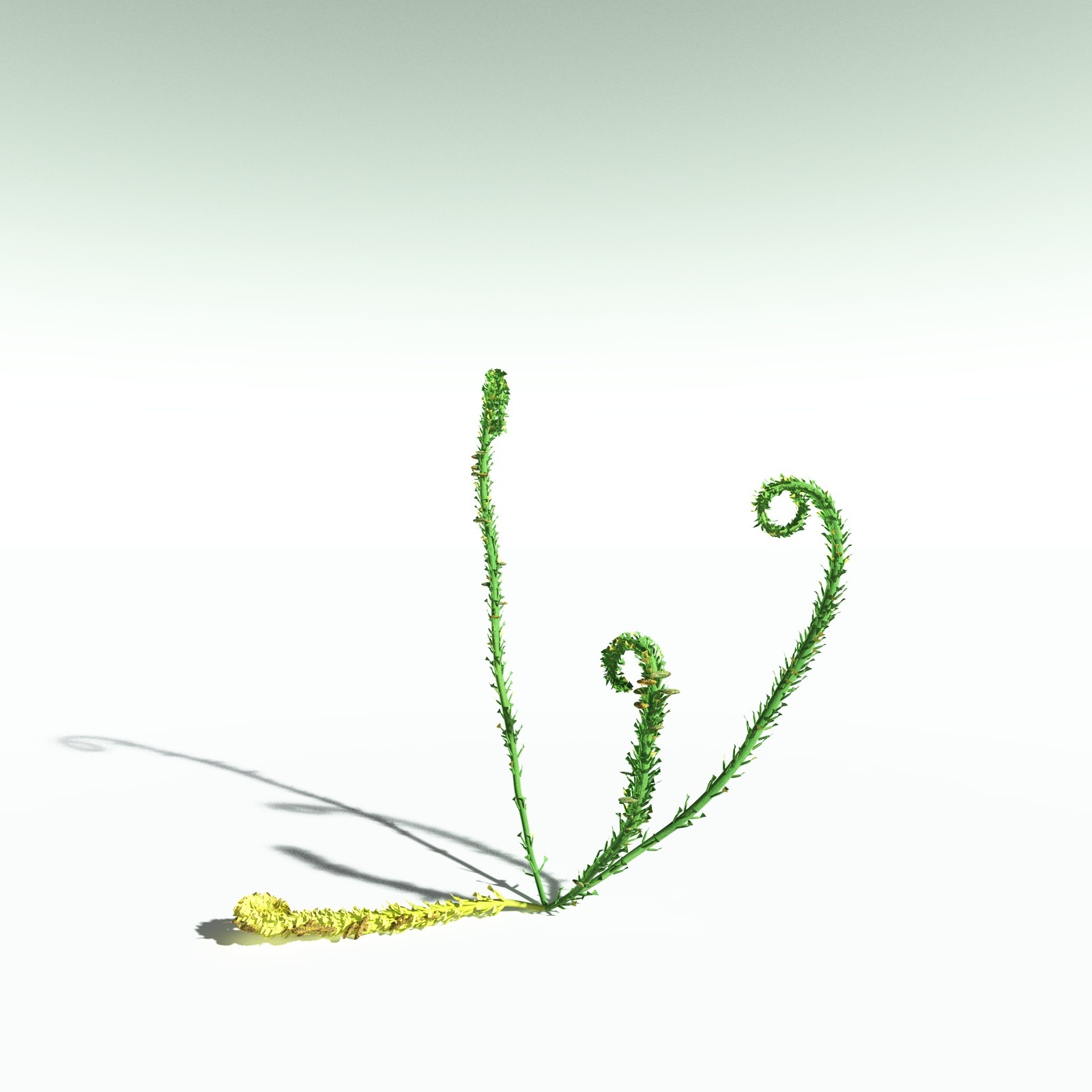 EVERYPlant Discalis Longistipia for Poser by N/A