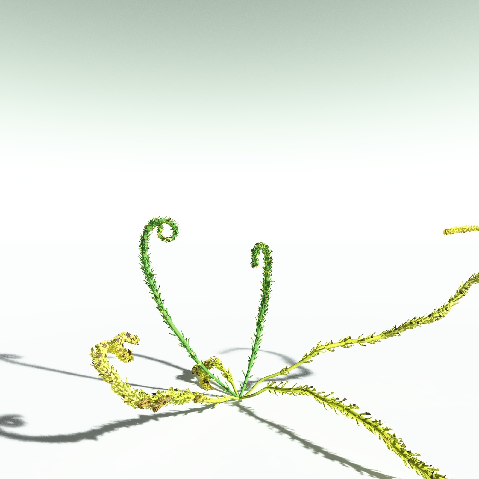 EVERYPlant Discalis Longistipia for Poser by N/A