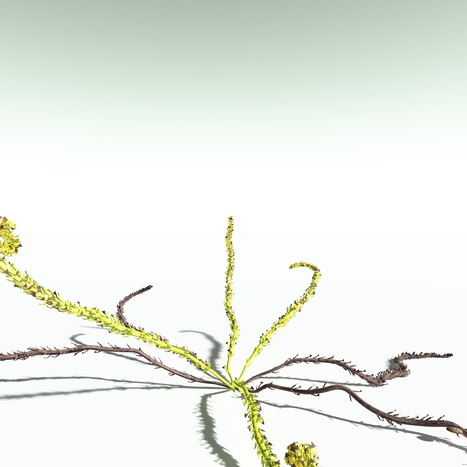 EVERYPlant Discalis Longistipia for Poser by N/A