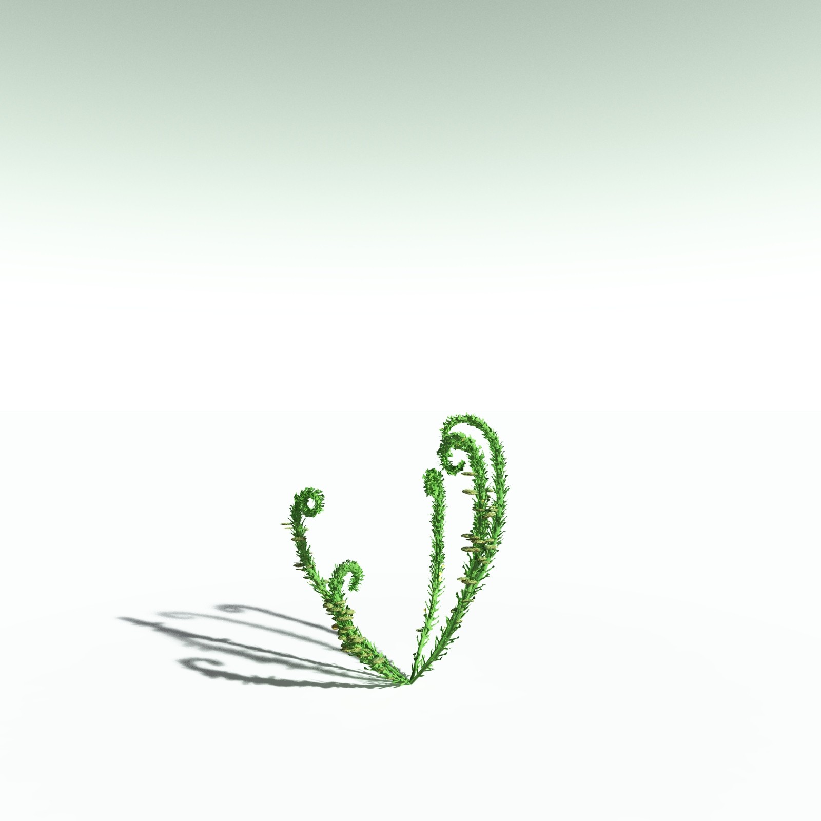 EVERYPlant Discalis Longistipia for Poser by N/A