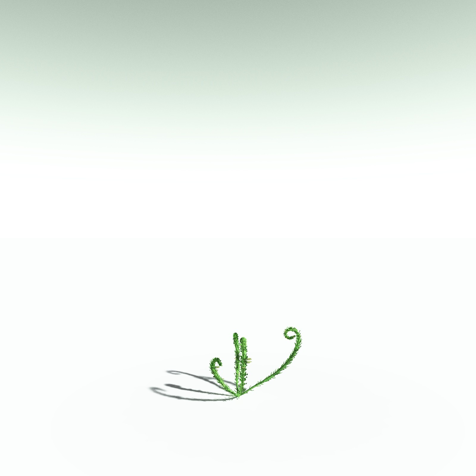 EVERYPlant Discalis Longistipia for Poser by N/A