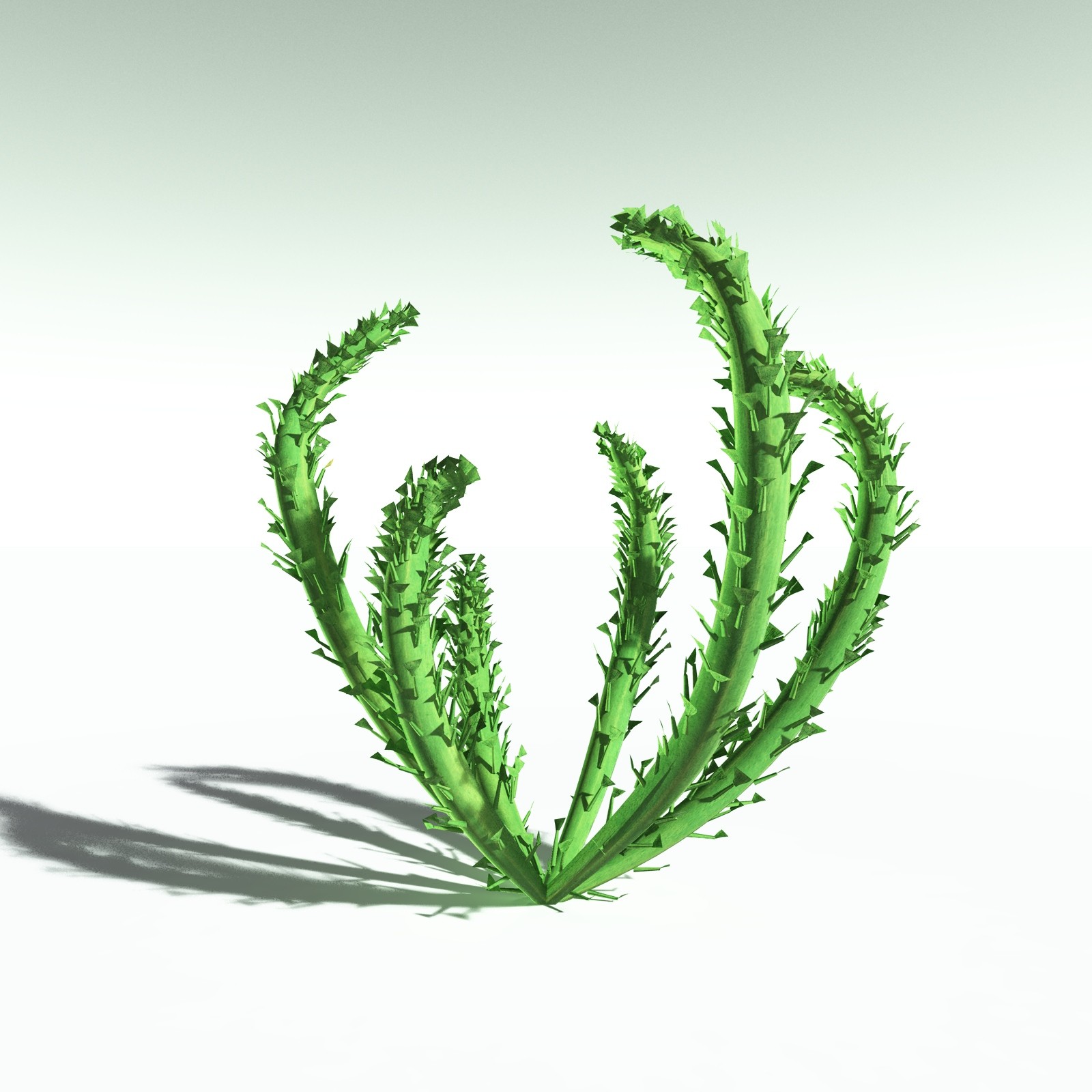 EVERYPlant Discalis Longistipia for Poser by N/A
