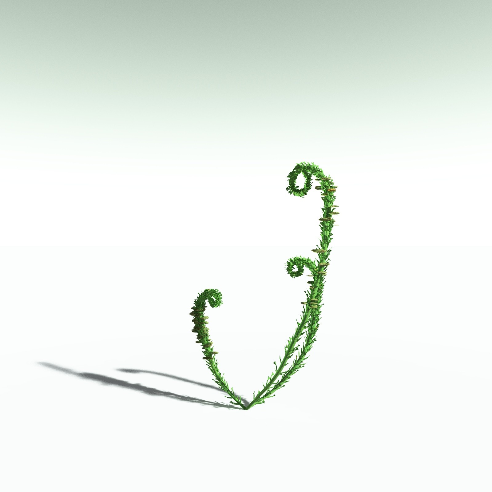 EVERYPlant Discalis Longistipia for Poser by N/A