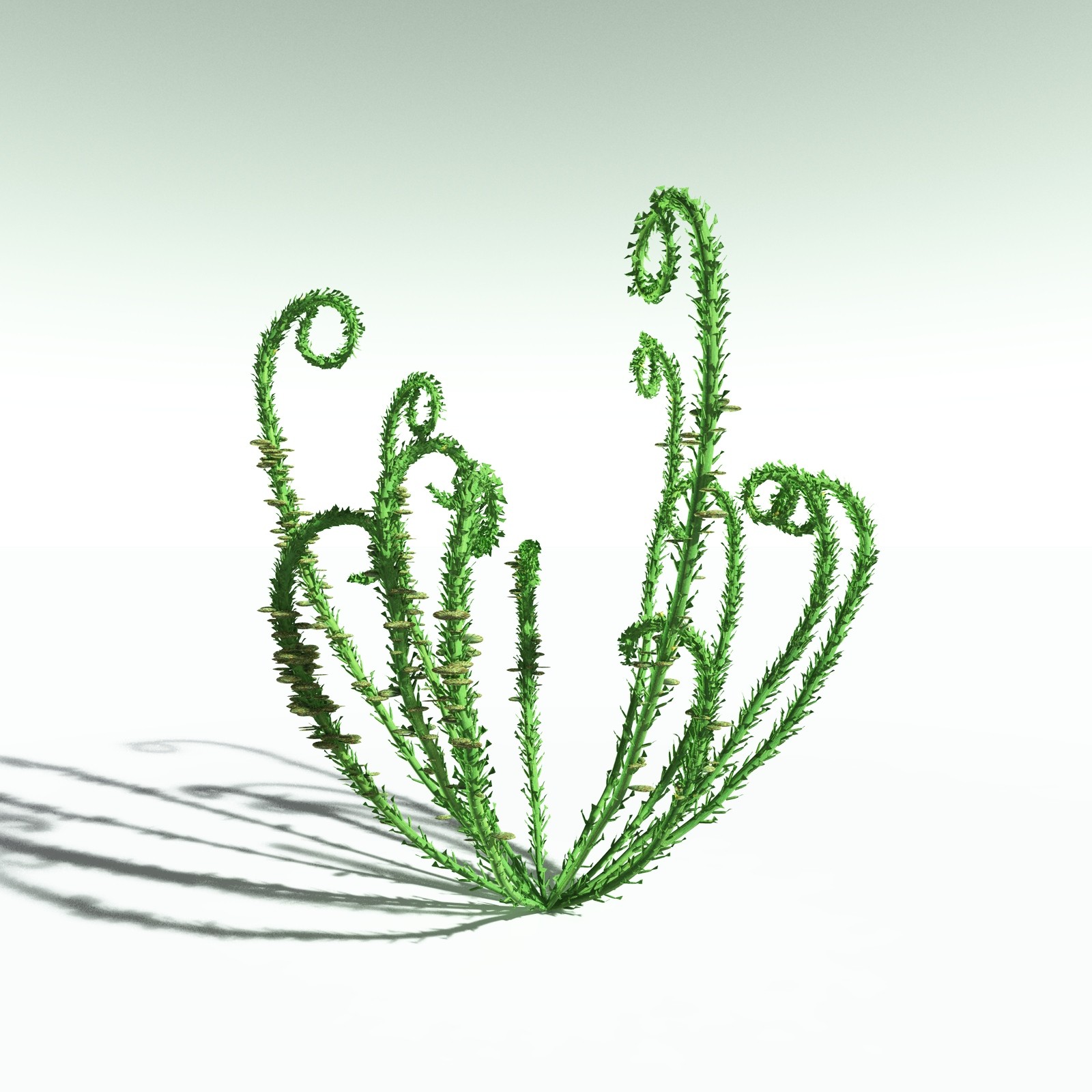 EVERYPlant Discalis Longistipia for Poser by N/A