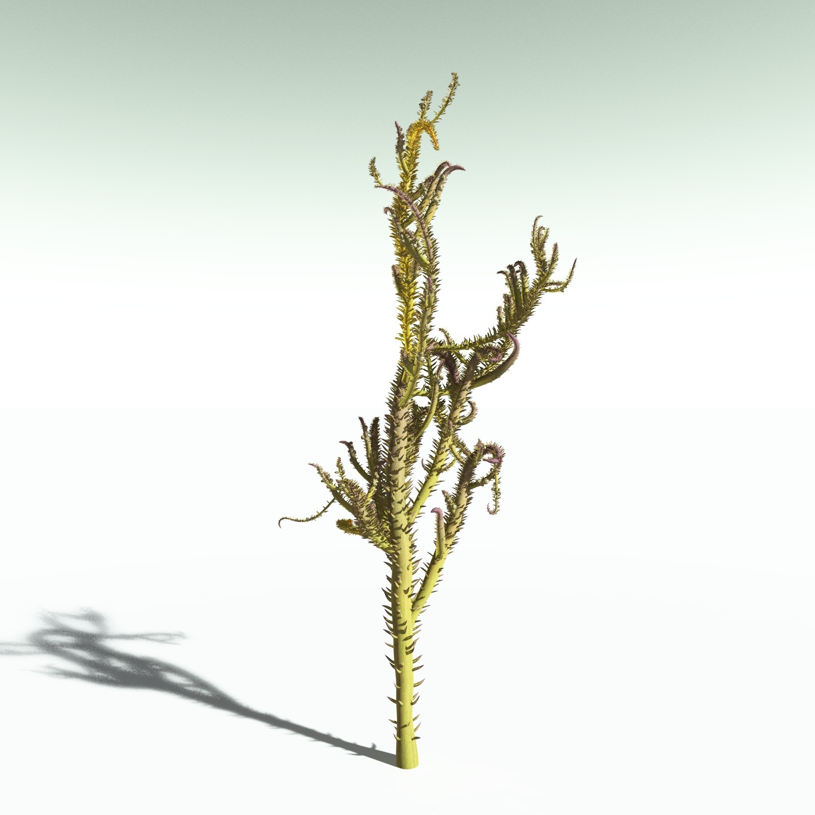 EVERYPlant Drepanophycus Spinaeformis for Poser by N/A