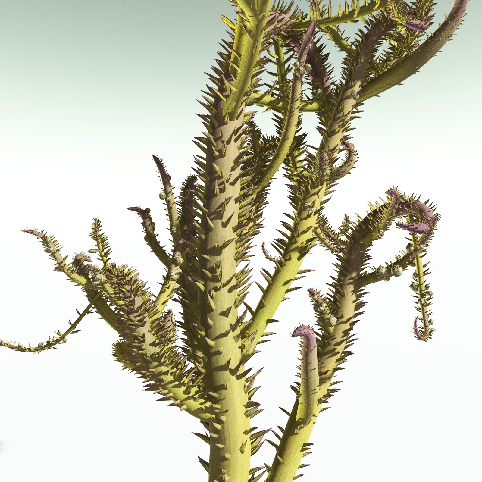 EVERYPlant Drepanophycus Spinaeformis for Poser by N/A