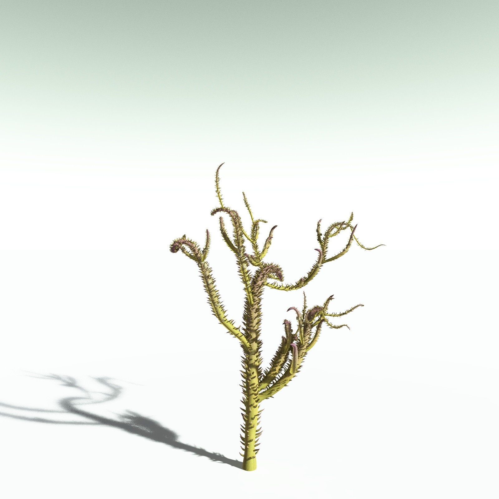 EVERYPlant Drepanophycus Spinaeformis for Poser by N/A