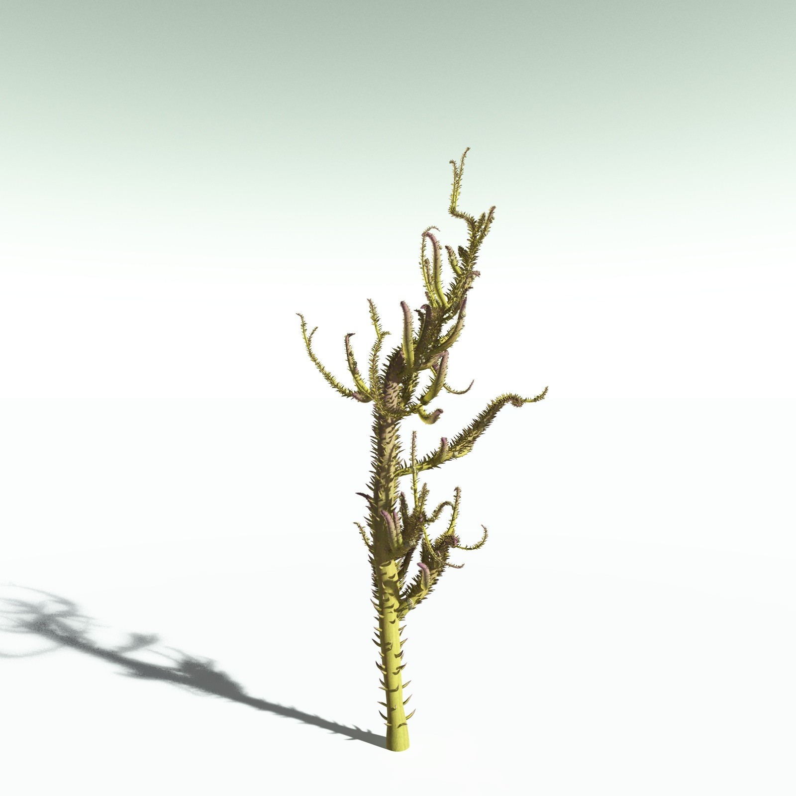 EVERYPlant Drepanophycus Spinaeformis for Poser by N/A