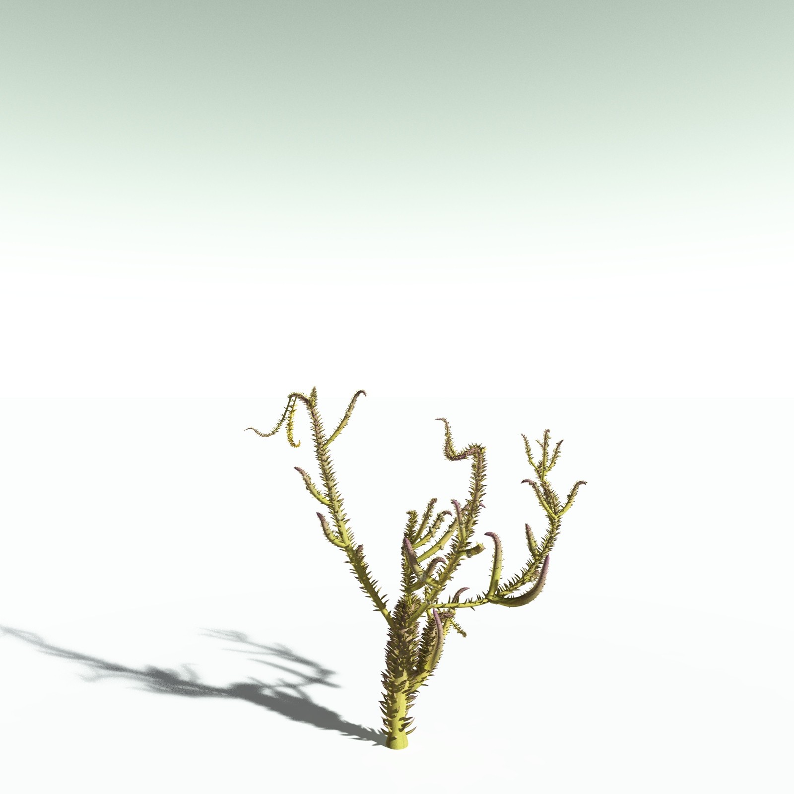 EVERYPlant Drepanophycus Spinaeformis for Poser by N/A