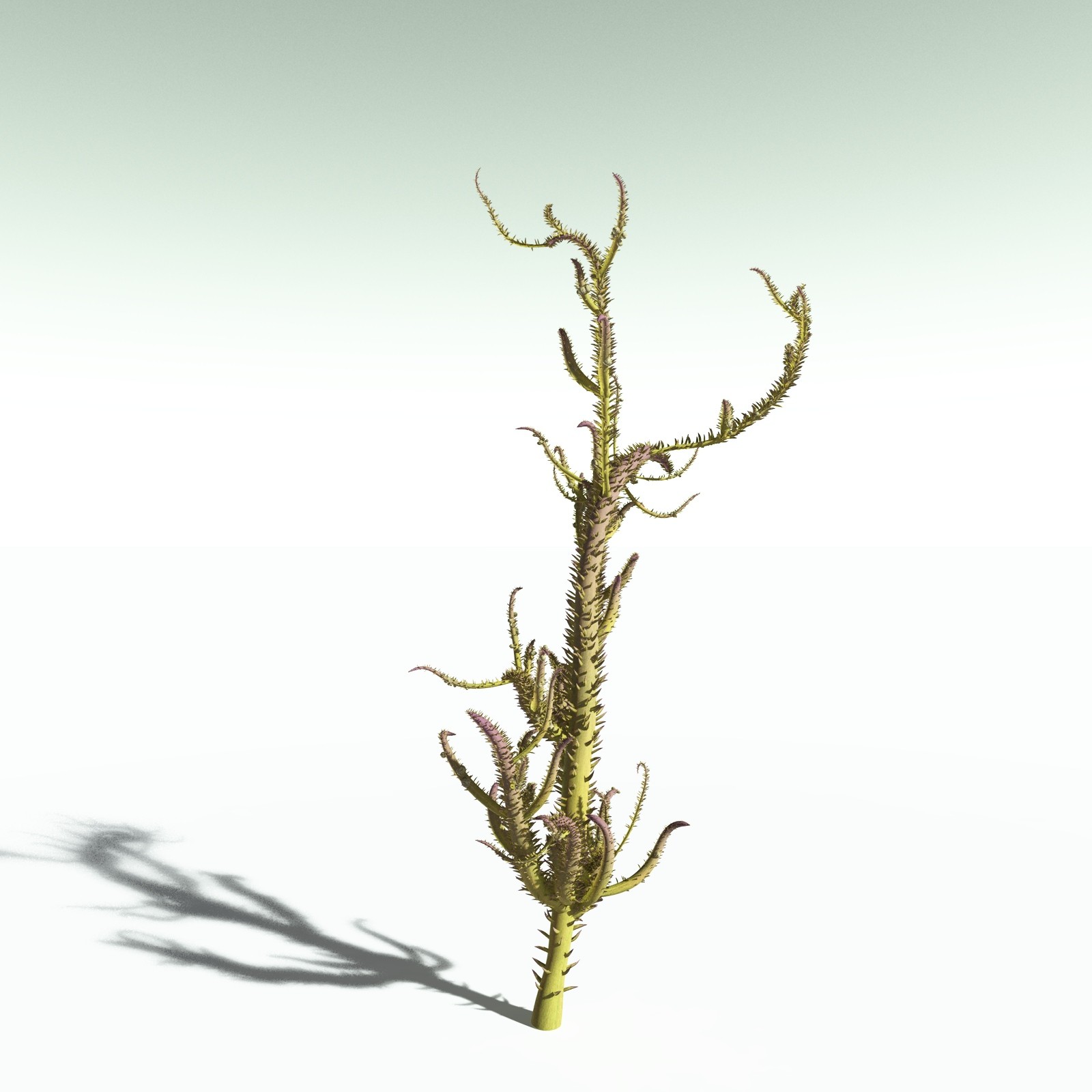 EVERYPlant Drepanophycus Spinaeformis for Poser by N/A