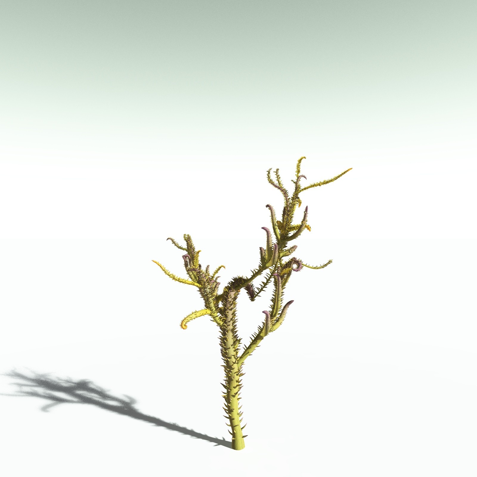 EVERYPlant Drepanophycus Spinaeformis for Poser by N/A