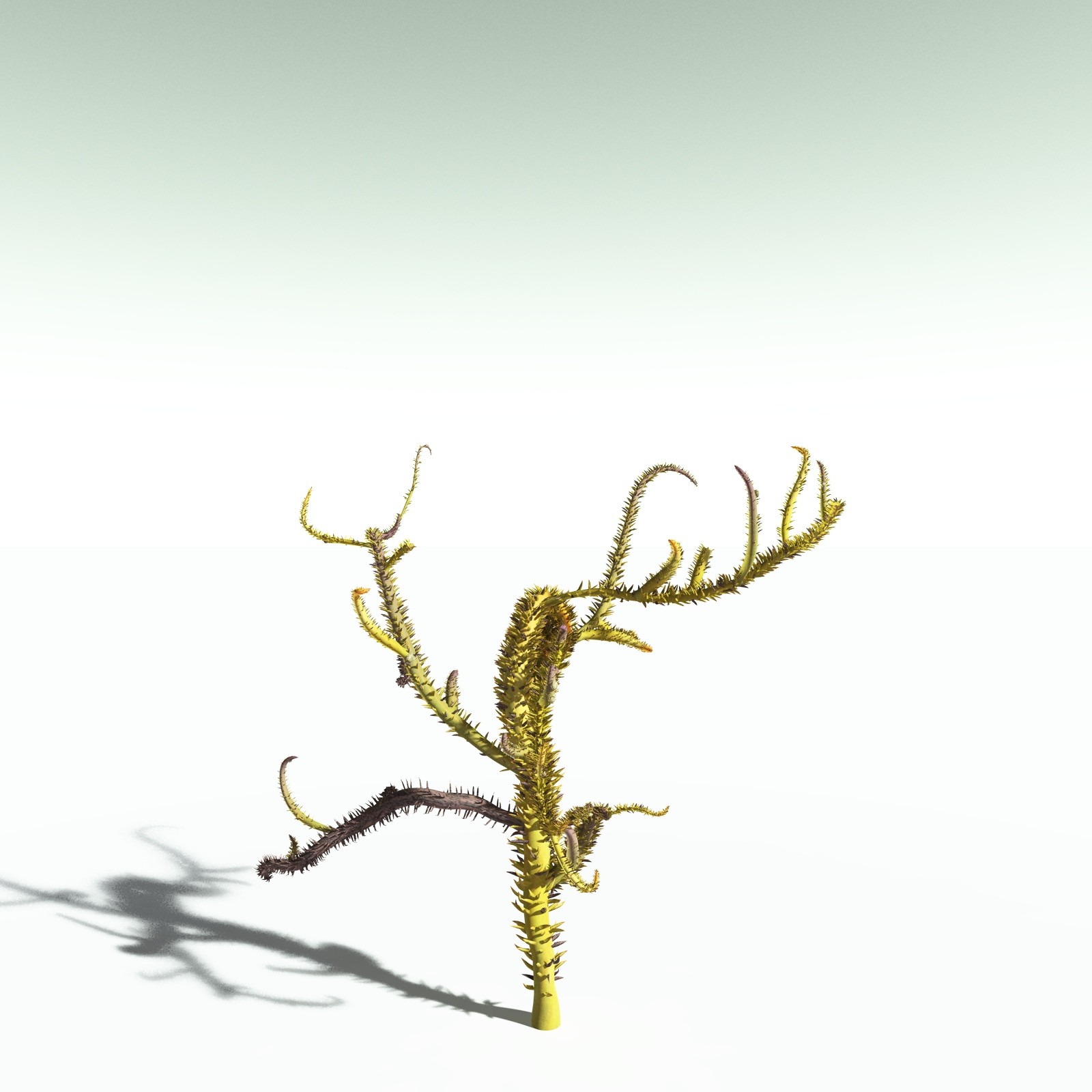 EVERYPlant Drepanophycus Spinaeformis for Poser by N/A