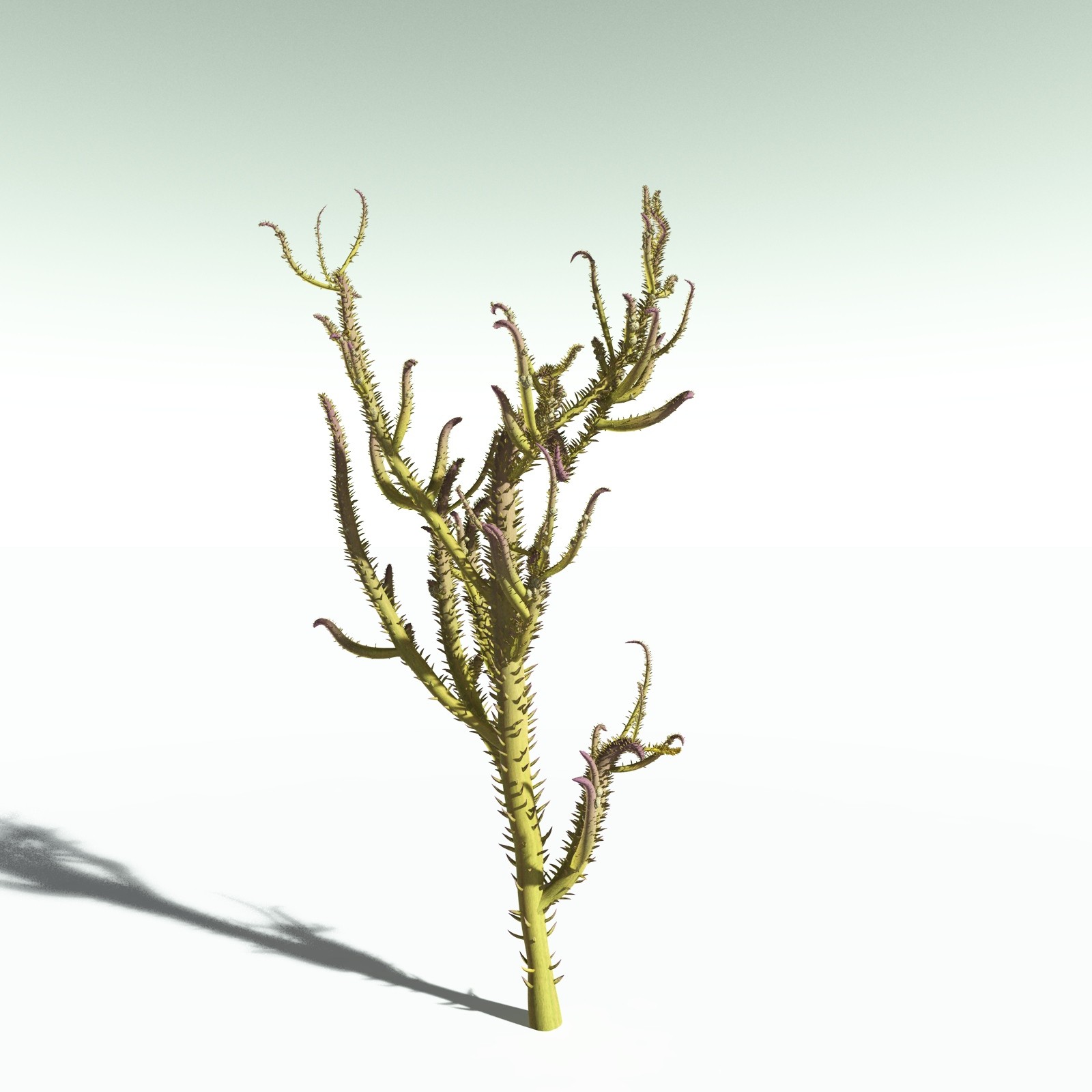 EVERYPlant Drepanophycus Spinaeformis for Poser by N/A