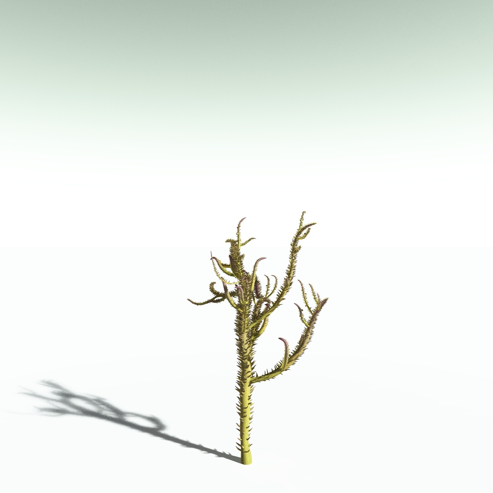 EVERYPlant Drepanophycus Spinaeformis for Poser by N/A