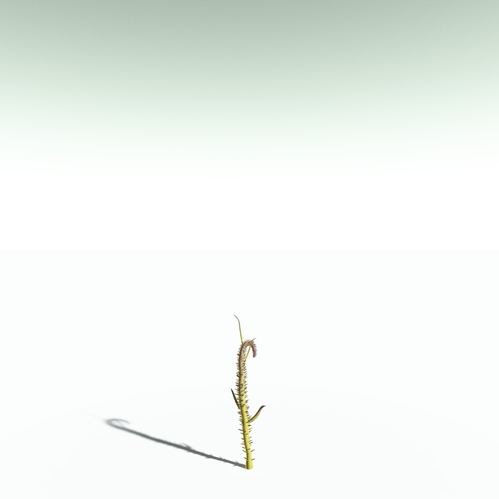 EVERYPlant Drepanophycus Spinaeformis for Poser by N/A