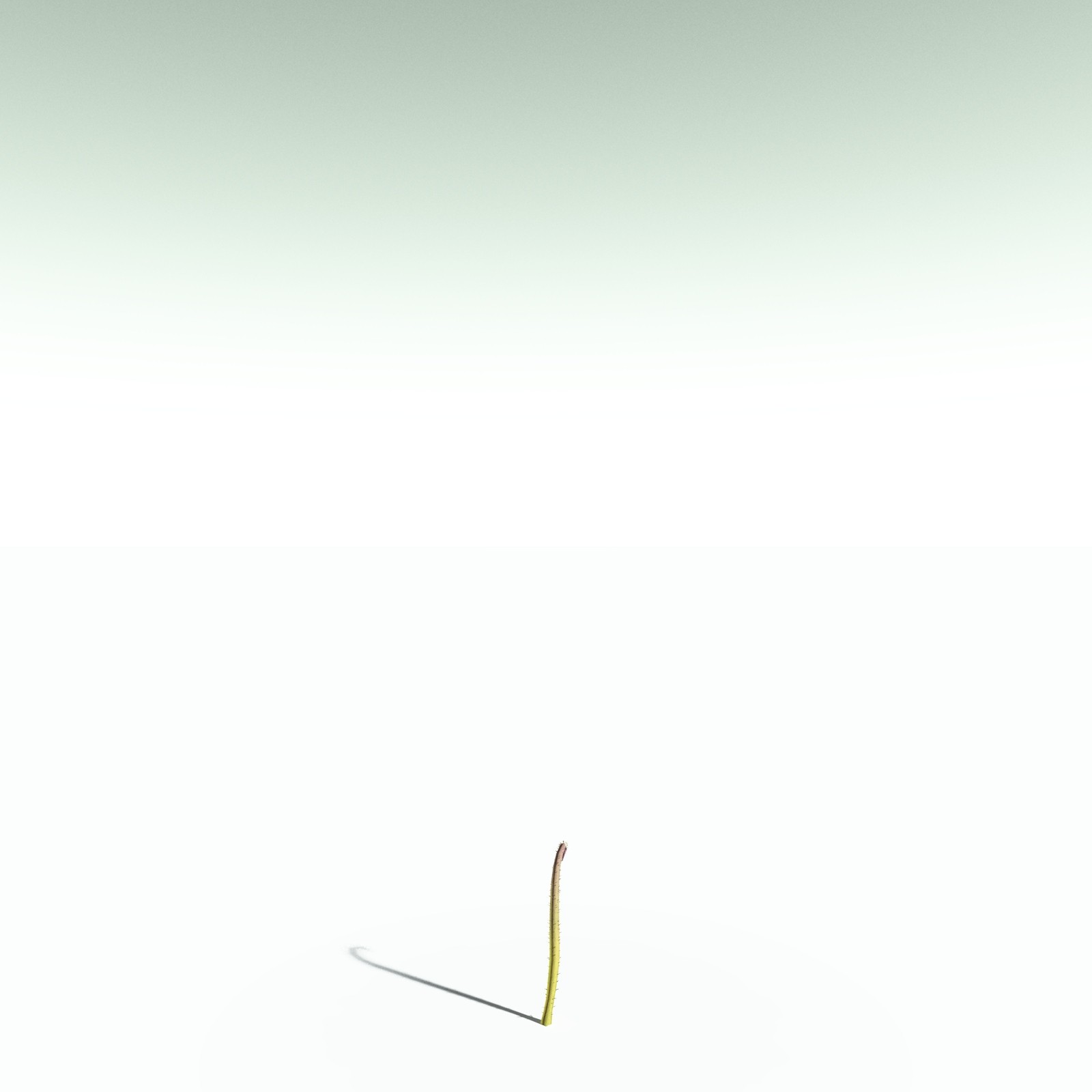 EVERYPlant Drepanophycus Spinaeformis for Poser by N/A