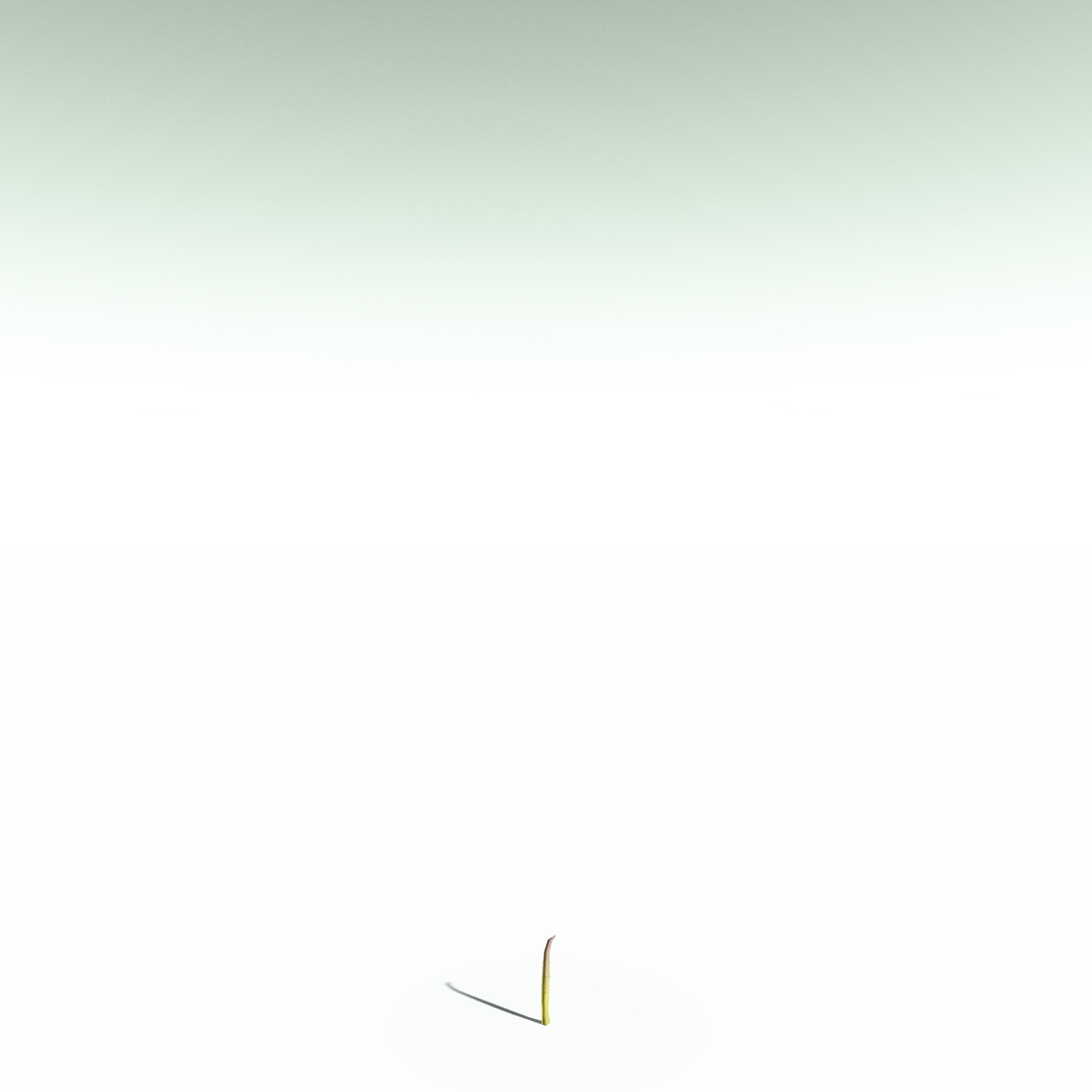 EVERYPlant Drepanophycus Spinaeformis for Poser by N/A