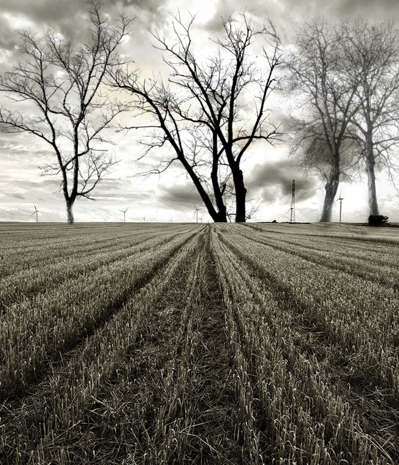 FS Trees II by N/A