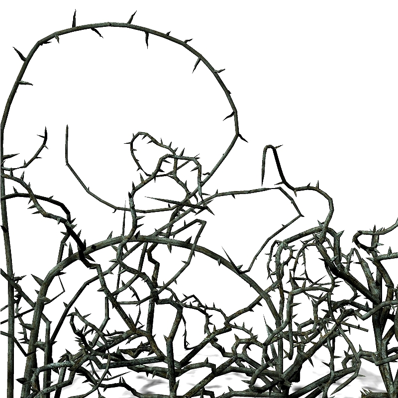 Thorns by N/A