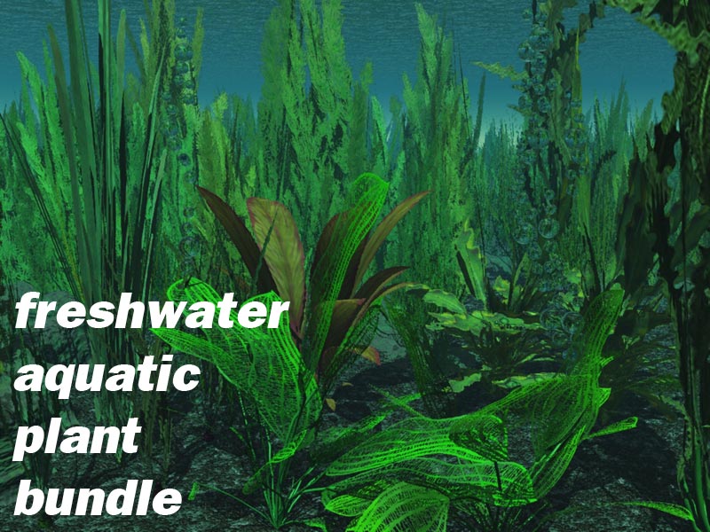 Freshwater Aquatic Plant Bundle by N/A