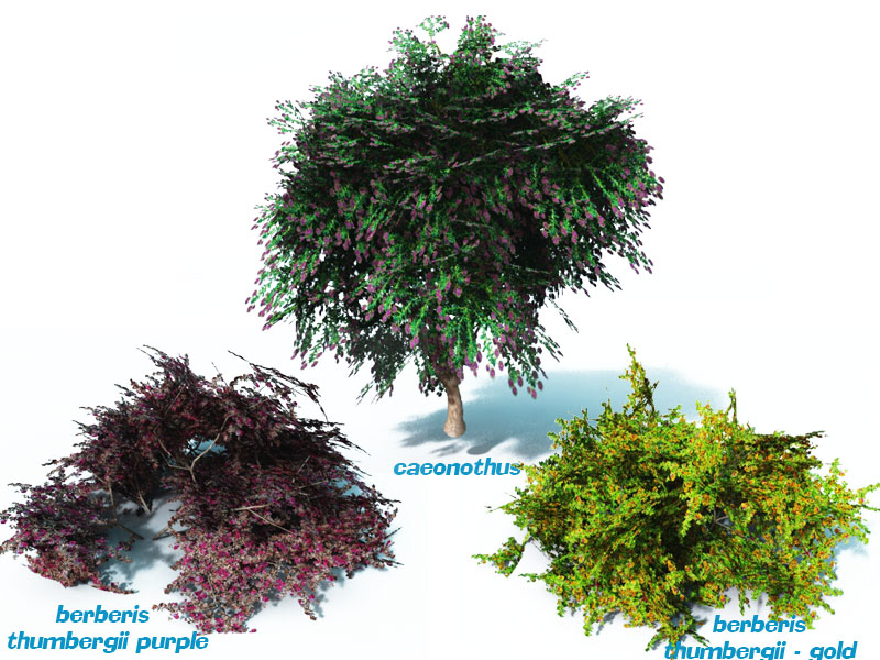 Cottage garden shrubs by N/A